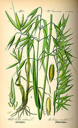 250px-Illustration_Avena_sativa0