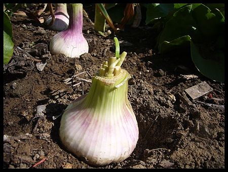 P2470058