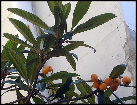 P2520401bis