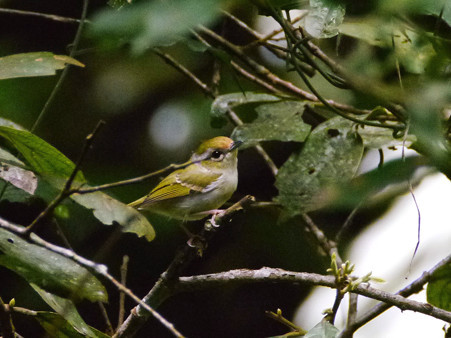 クリビタイモズチメドリ♀(Chestnut-fronted Shrike-babbler) P1190691_R