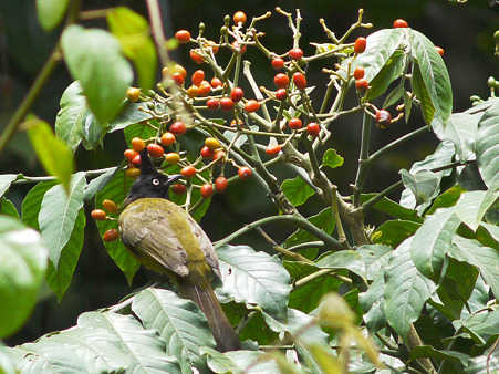 エボシヒヨドリ(Black-crested Bulbul) P1120733_R