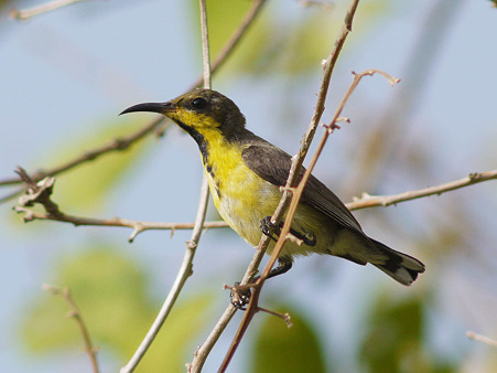 キバラタイヨウチョウ(Olive-backed Sunbird) P1120919_R