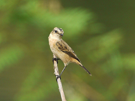 ノビタキ(Common Stonechat) P1240643_R