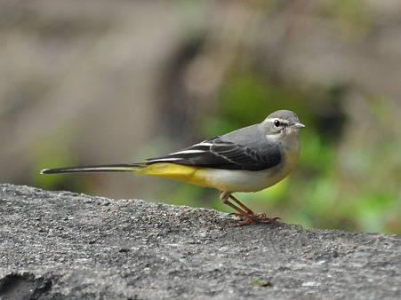 キセイキレイ(Grey Wagtail) DSC_3740_R