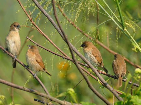 シマキンバラ(若)(Scaly-breasted Munia) DSC_4309_R