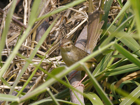 アジアマミハウチワドリ(Plain Prinia) P1030848_R