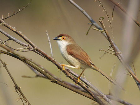 キンメセンニュウチメドリ(Yellow-eyed Babbler) P1040967_R