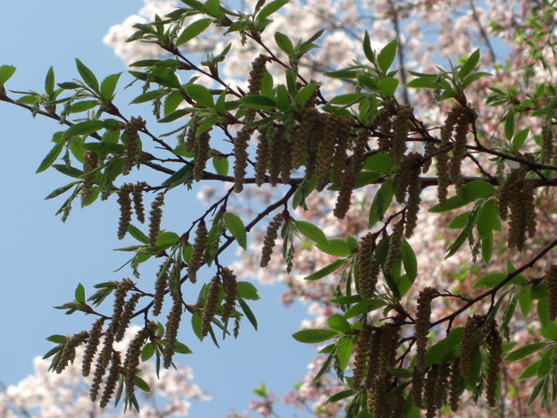 イヌシデの花 背景桜 写真共有サイト フォト蔵