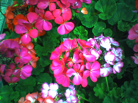 PICT0162