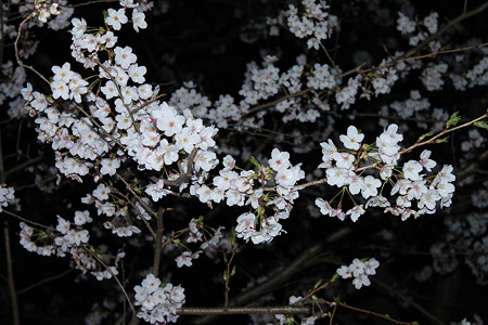 2010.04.04 夜桜(3/3)