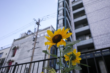 SDIM0093