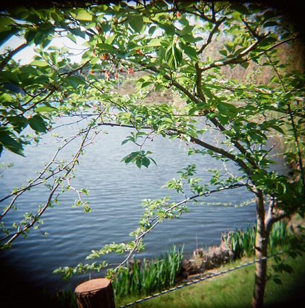 Cherry_blossom_lomo_color_negative400_05062011holga