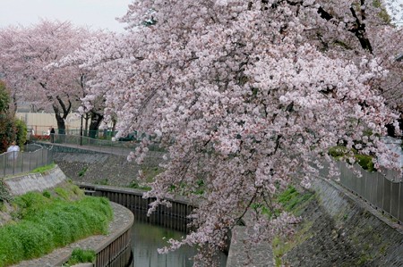 善福寺川の桜