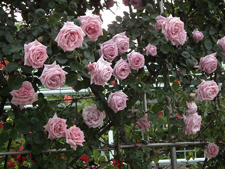 DSCF0681
