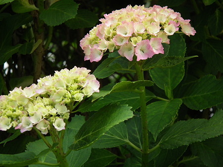 DSCF0615