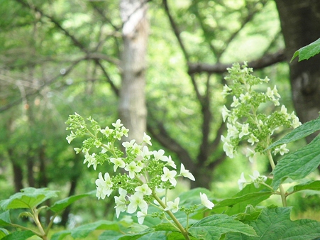 DSCF0759