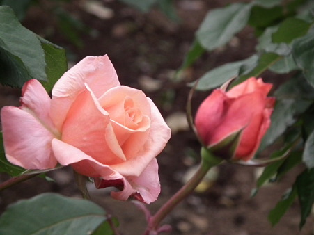 DSCF0558