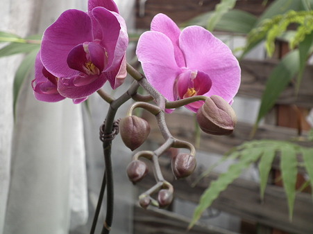 DSCF0466
