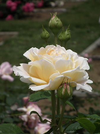 DSCF0070