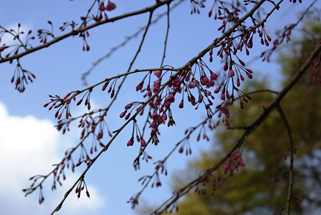 枝垂れ桜（シダレザクラ）