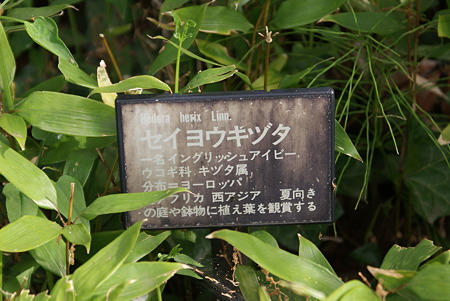 西洋木蔦（セイヨウキヅタ）