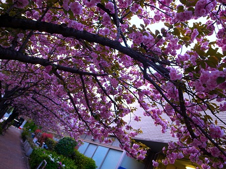 銀座桜通り