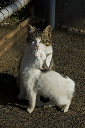 neko091229053