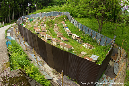 養蜂場