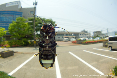 ゲンジボタル ♂