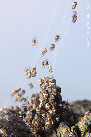 yamanao999_spider_192