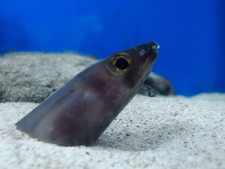 淡島水族館のハナアナゴ