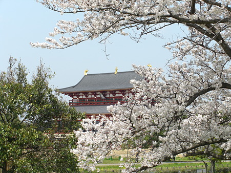 平城宮大極殿と桜(2)