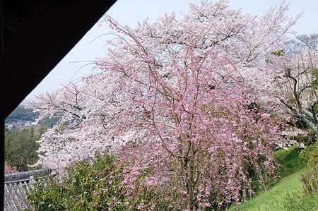 2010年04月04日_DSC_1246
