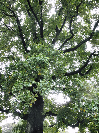 2010年10月10日_PA100461ユリノキ