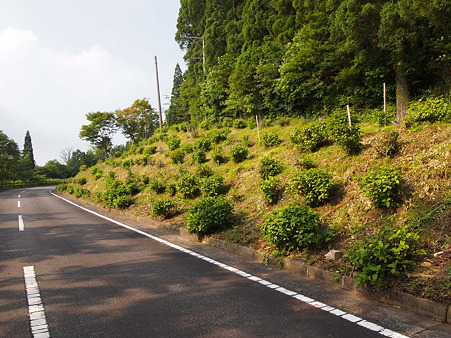 北郷 椎野