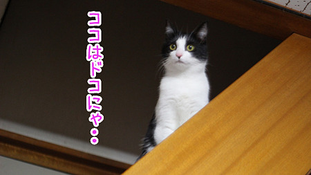 ドコにゃ