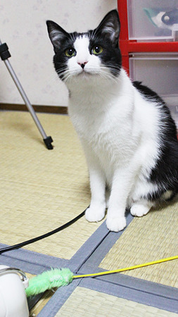 さいそく