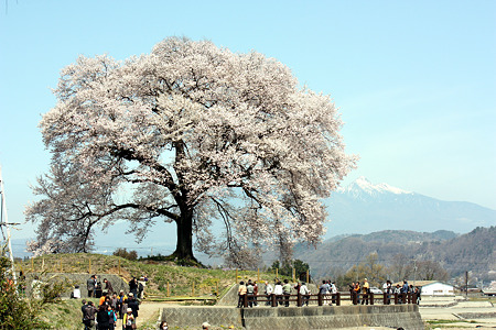 山梨・韮崎 わに塚の桜
