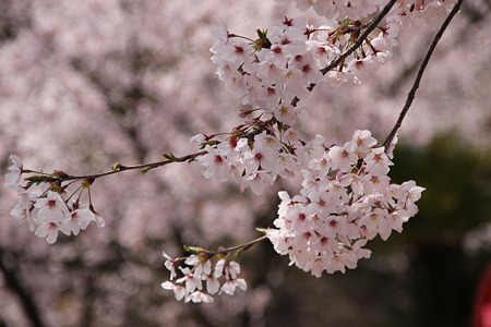 桜