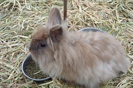 ふわふわウサギ