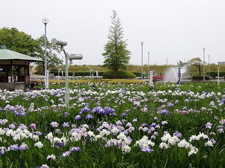 碧南市油ヶ淵遊園地の花菖蒲