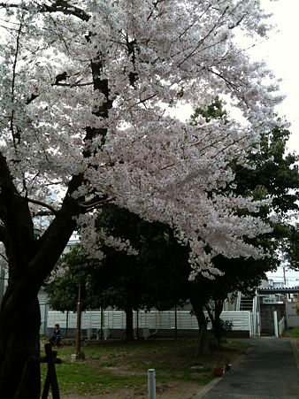 桜2010_10