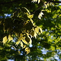 The Leaves 5-23-12
