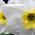 White Daffodils 5-14-09