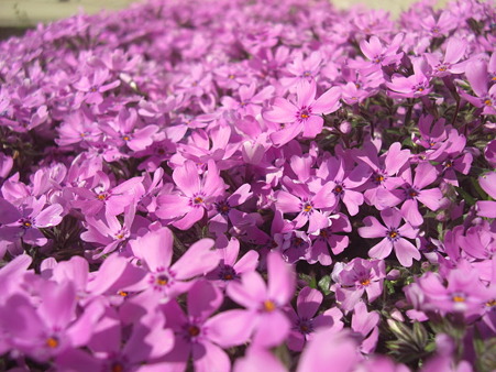 芝桜