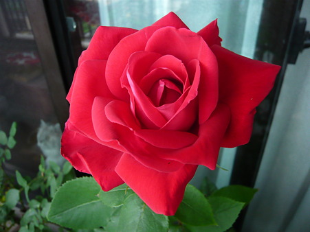 ベランダの薔薇-宴-05