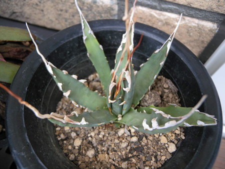 Agave utahensis eborispina