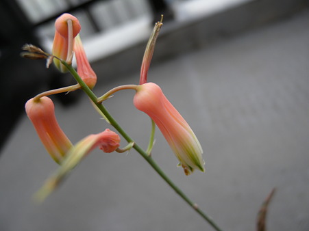 Aloe cv. Pink Blush