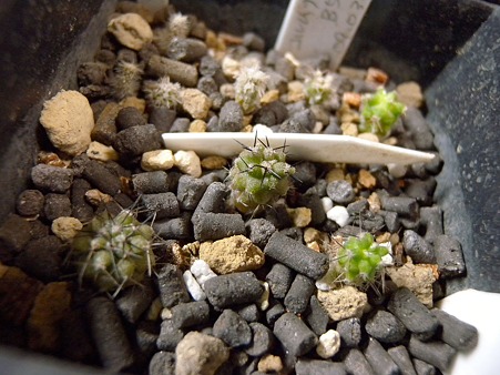 Copiapoa seedling