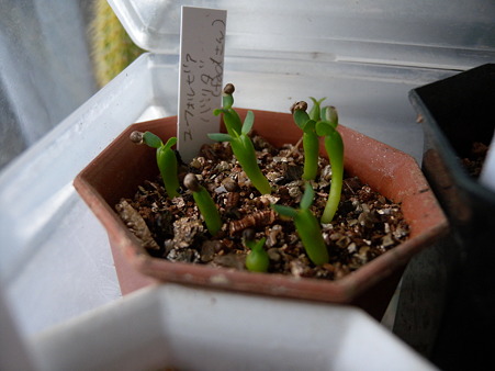 Euphorbia valida seedling
